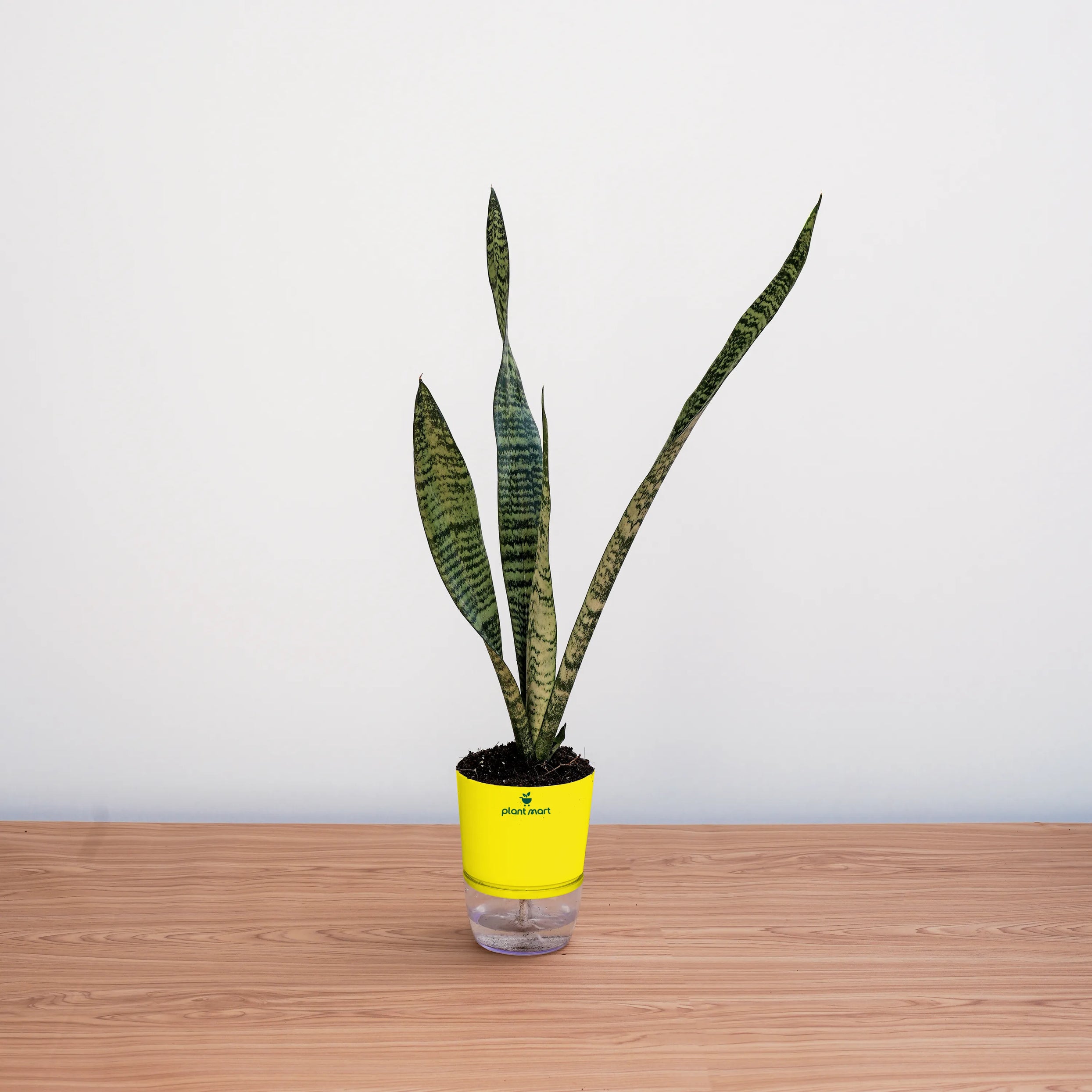 buy snake plant near me Snake Plant Sansevieria – Top Indoor Air Purifying Plant – PlantMart.pk