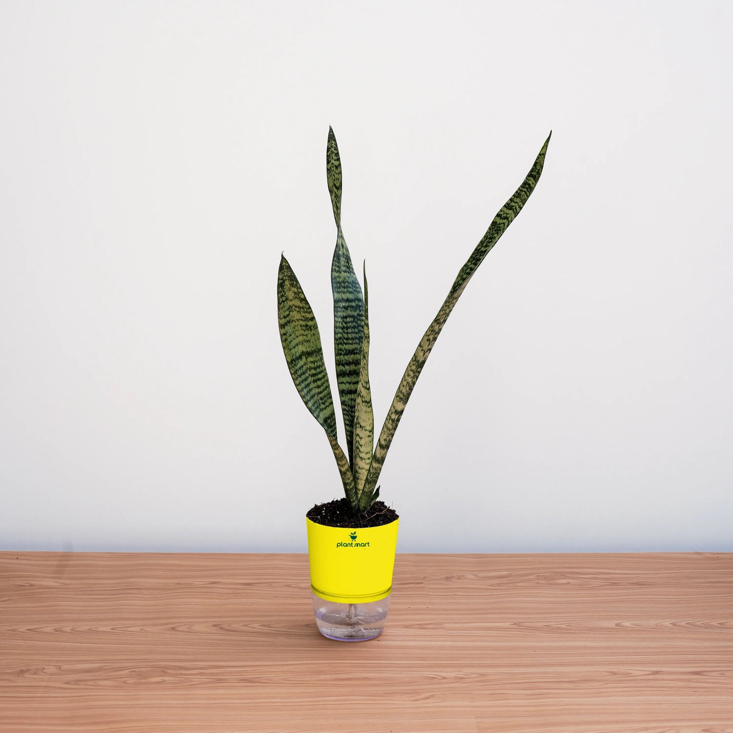 Potted plant with a yellow label on a wooden surface and white background