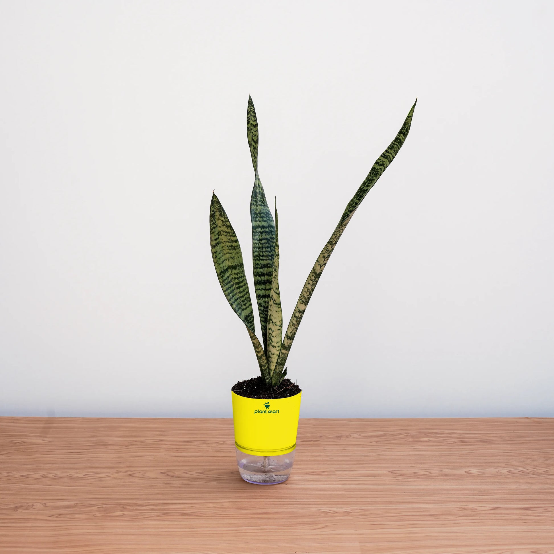 Potted plant with a yellow label on a wooden surface and white background