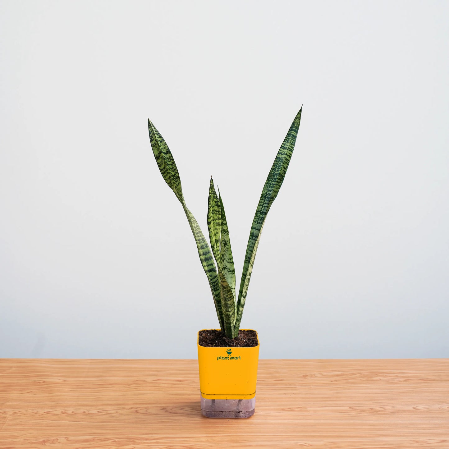 Potted snake plant on a wooden surface with a light gray background