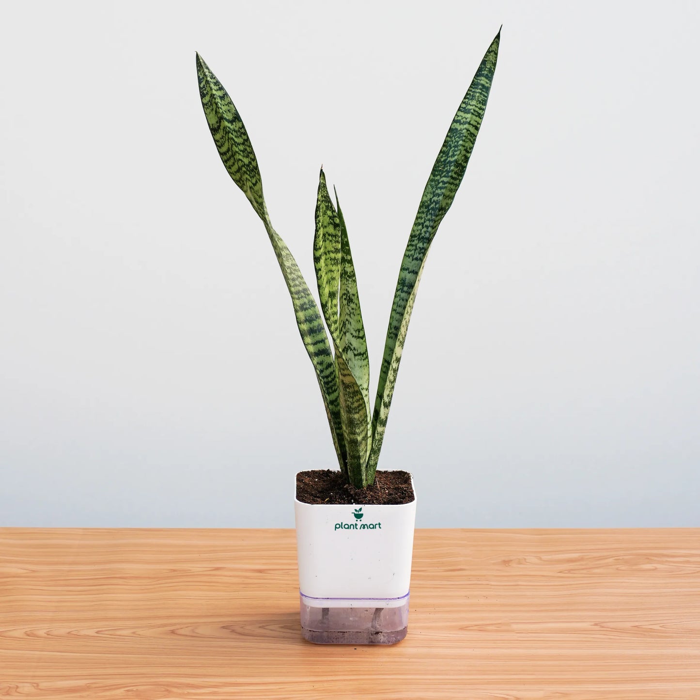Potted snake plant on a wooden surface with a light gray background