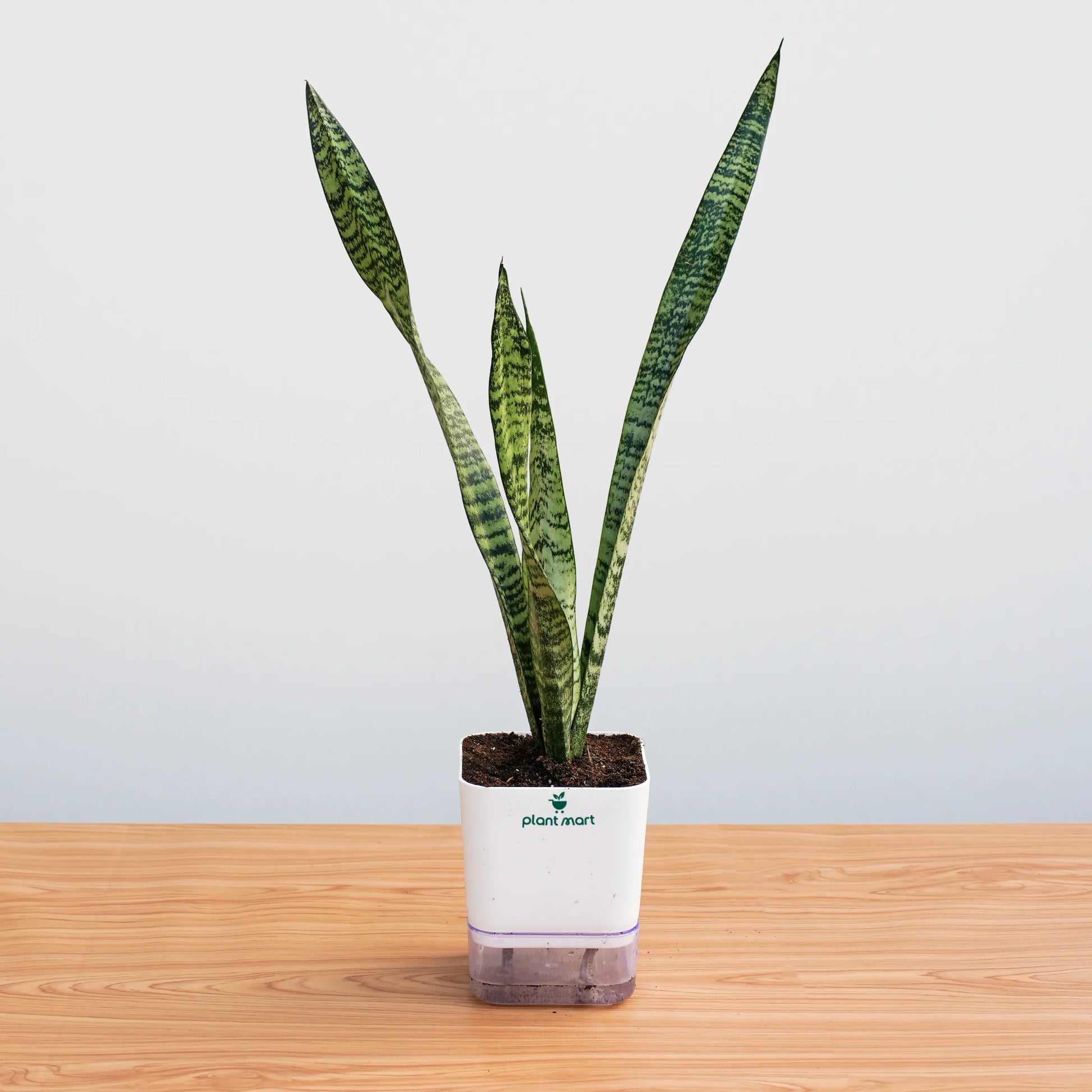 Potted snake plant on a wooden surface with a light gray background