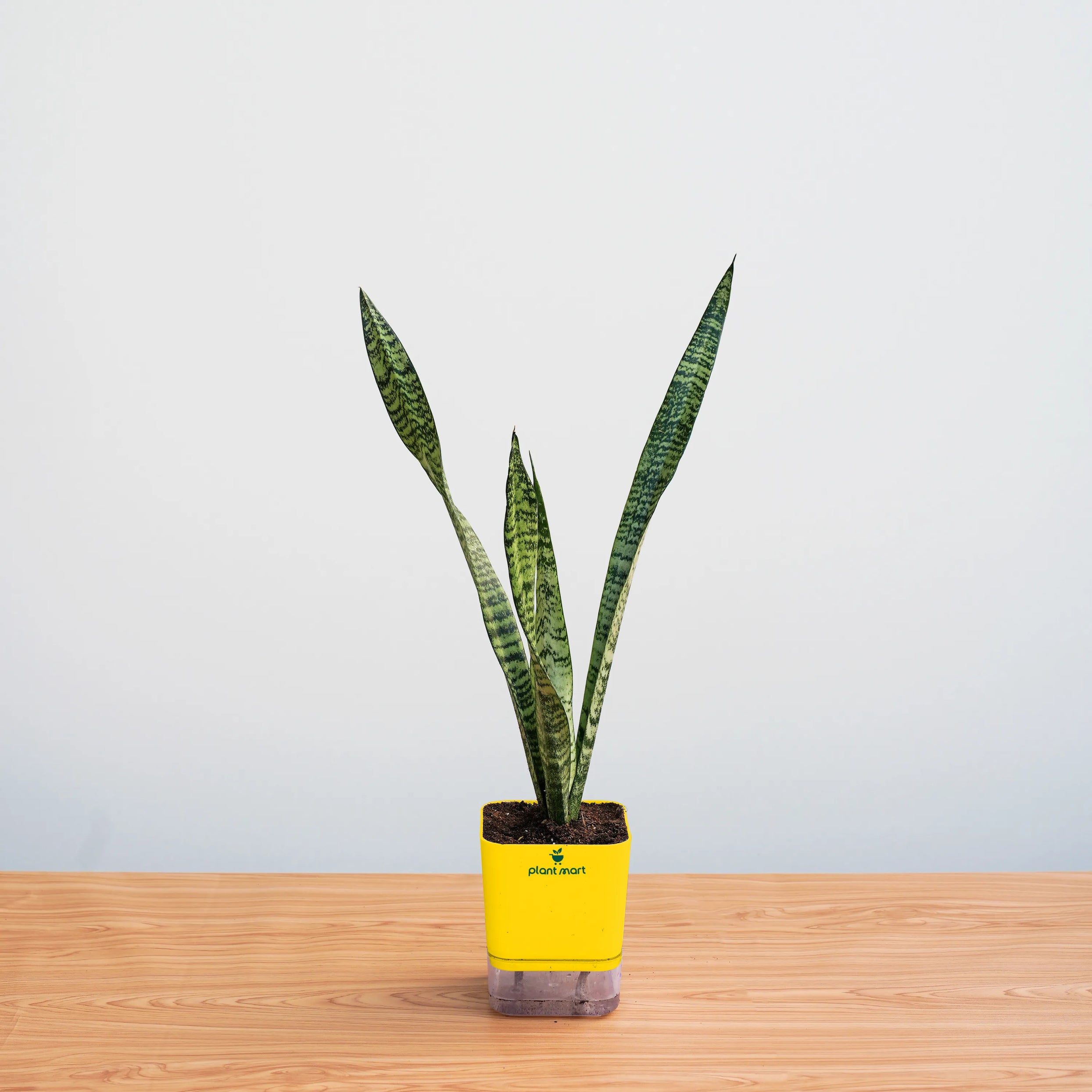 are all snake plants air purifier Snake Plant Sansevieria – Top Indoor Air Purifying Plant – PlantMart.pk