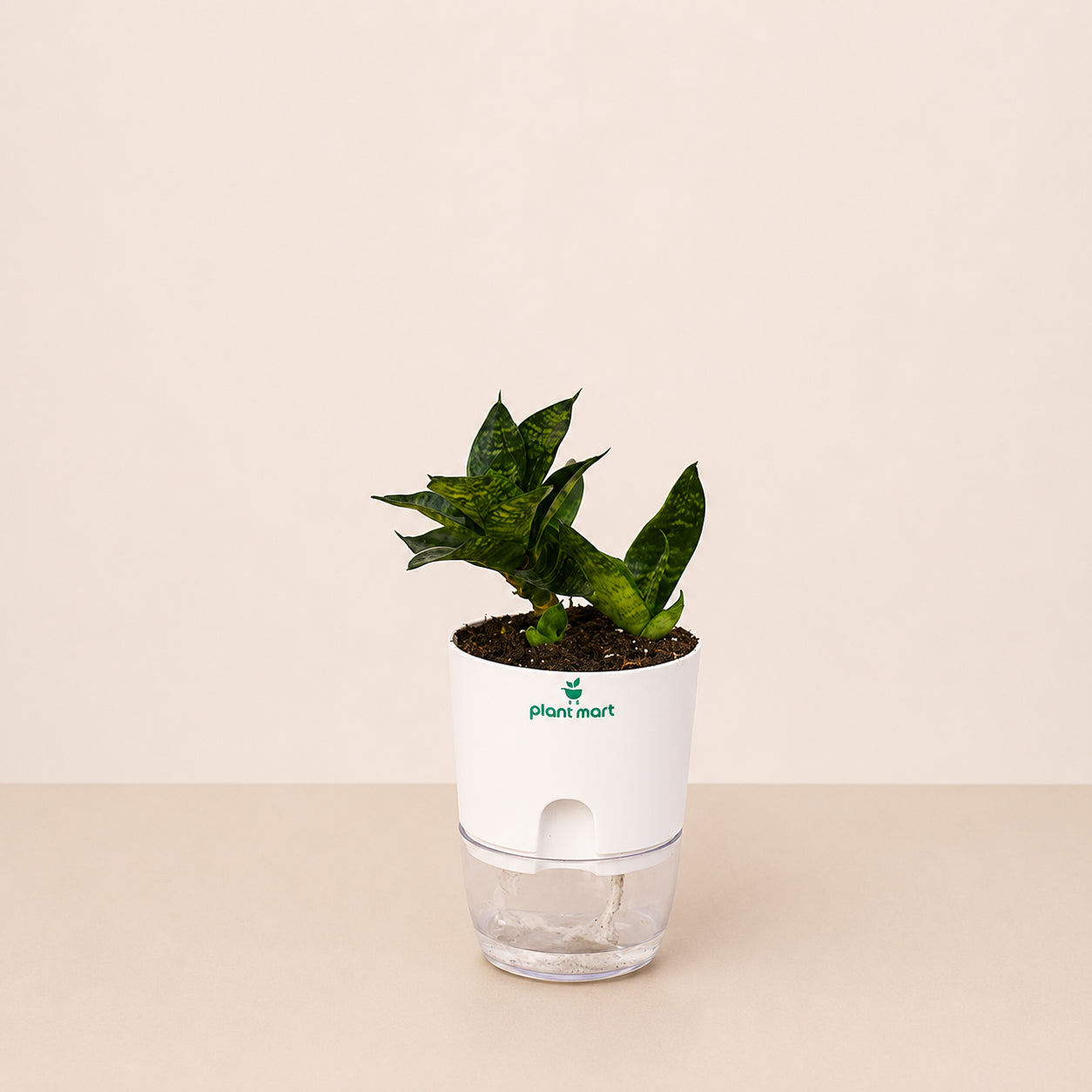 Snake Plant Hahnii – Compact Indoor Air Purifier