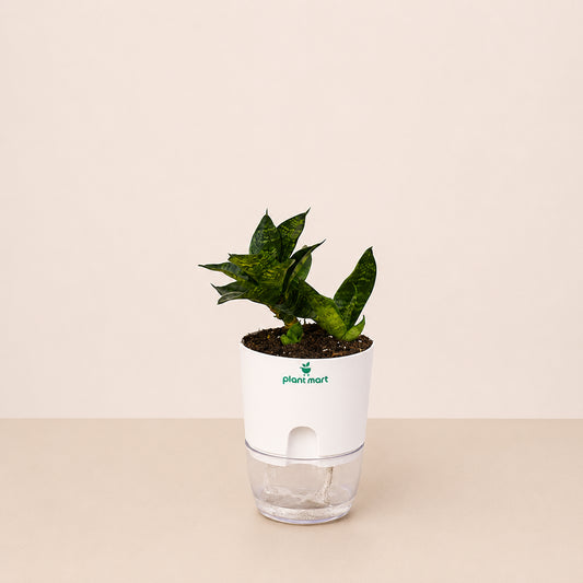 Snake Plant Hahnii – Compact Indoor Air Purifier