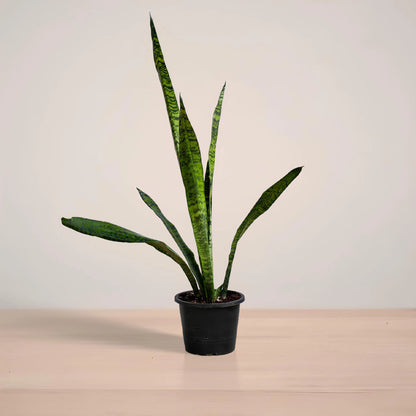 Potted snake plant on a wooden surface with a plain background