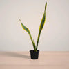 snake_plant_variegated_plantmart.pk