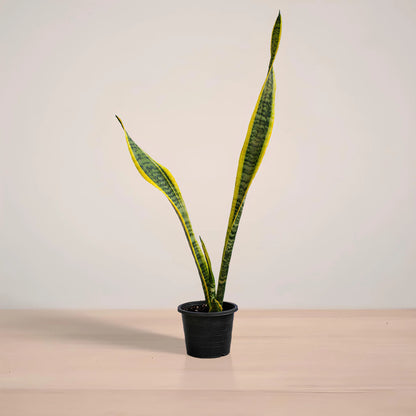 snake_plant_variegated_plantmart.pk