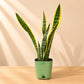 Snake Plant Black Gold XL