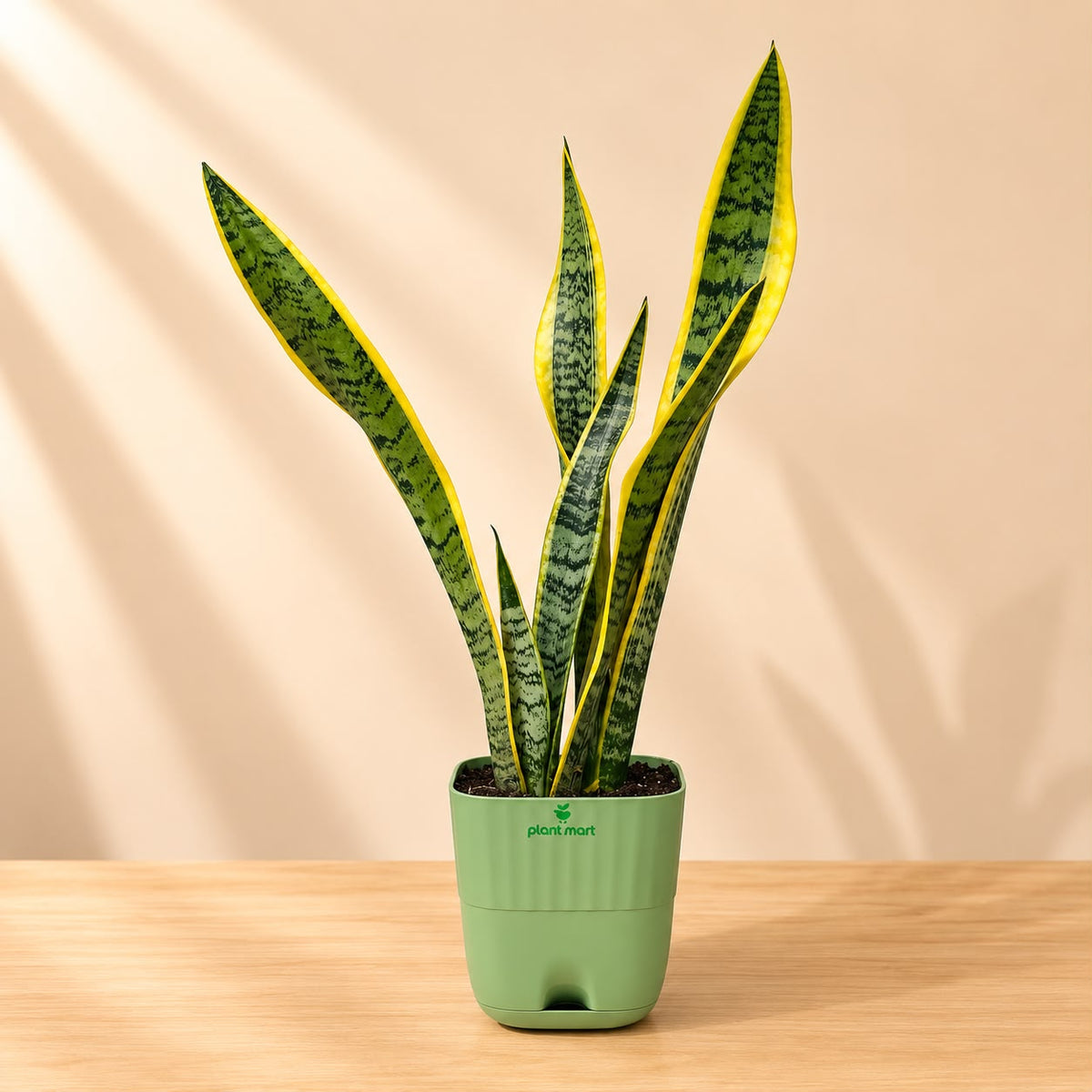 Snake Plant Black Gold XL