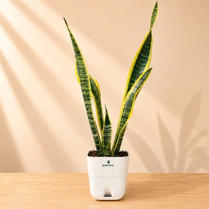 Snake Plant Black Gold XL