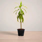 song_of_india_plantmartpk