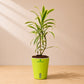 Song of India Golden – Stylish Indoor Decorative Plant