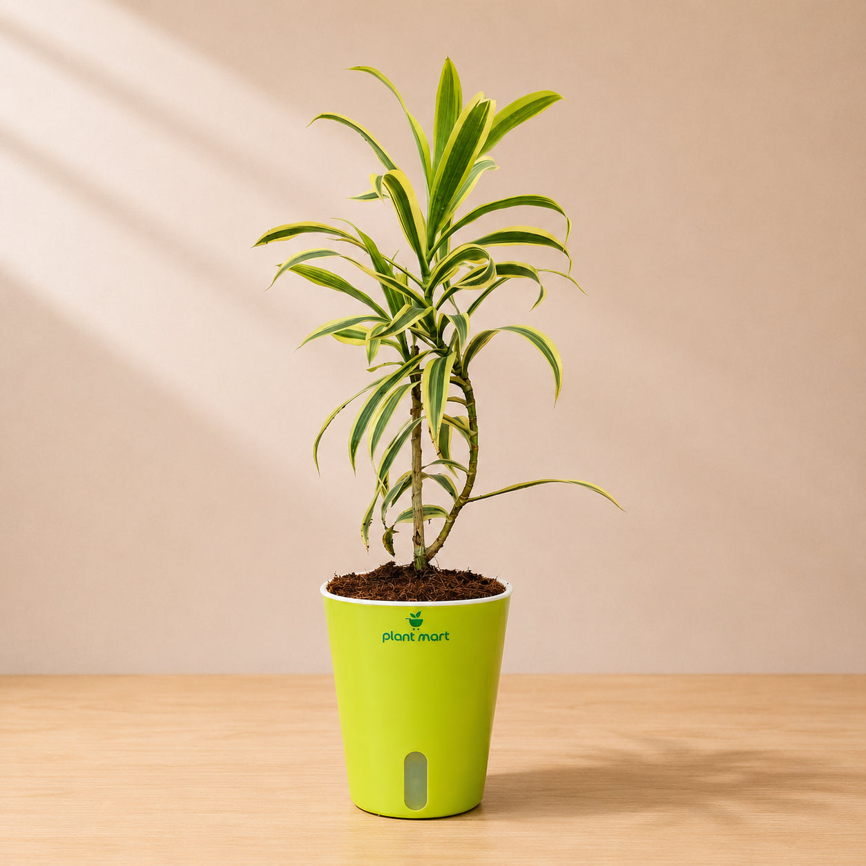 Song of India Golden – Stylish Indoor Decorative Plant