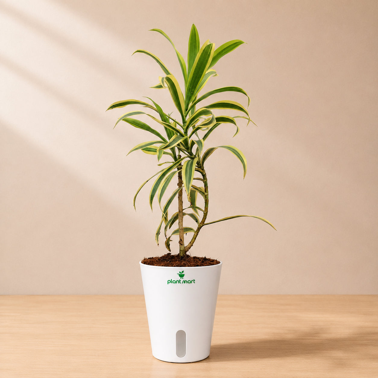 Song of India Golden – Stylish Indoor Decorative Plant