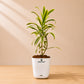 Song of India Golden – Stylish Indoor Decorative Plant