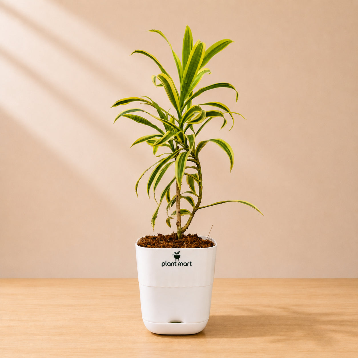 Song of India Golden – Stylish Indoor Decorative Plant