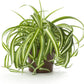 Chlorophytum, Spider Plant (Dark Green) - Plant - PlantMart.pk