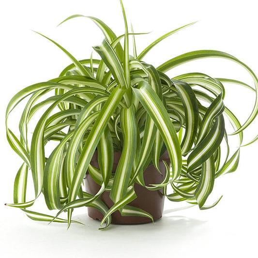 Chlorophytum, Spider Plant (Dark Green) - Plant - PlantMart.pk