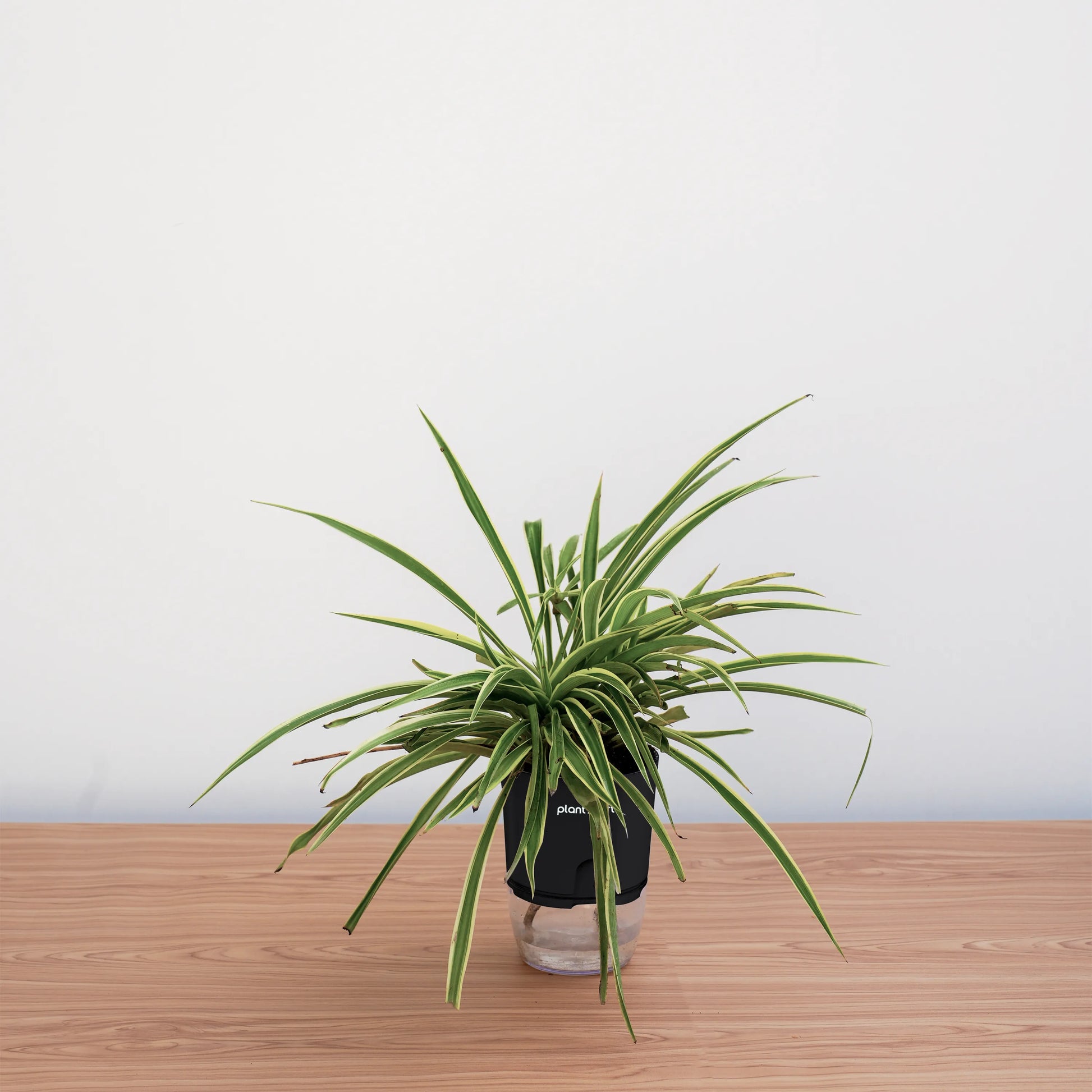 Potted plant on a wooden surface with a plain background
