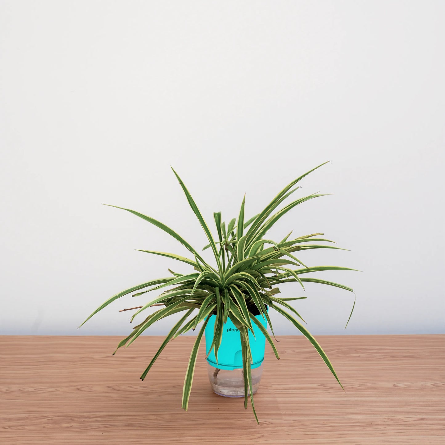 Green potted plant on a wooden surface with a white background