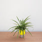 Green potted plant on a wooden surface with a plain background