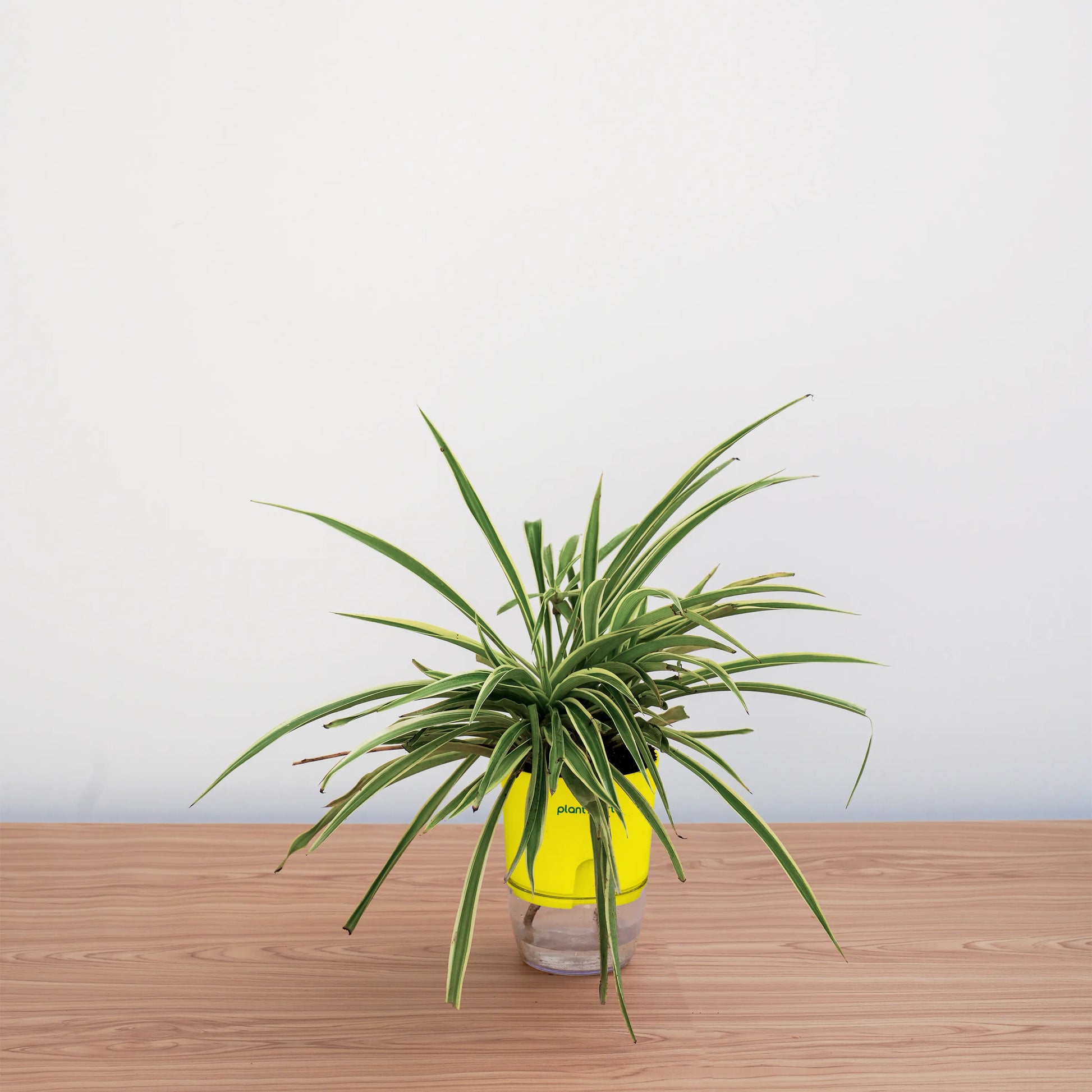 Green potted plant on a wooden surface with a plain background