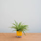 spider-plant-hydro-round-aqua-plantmartpk