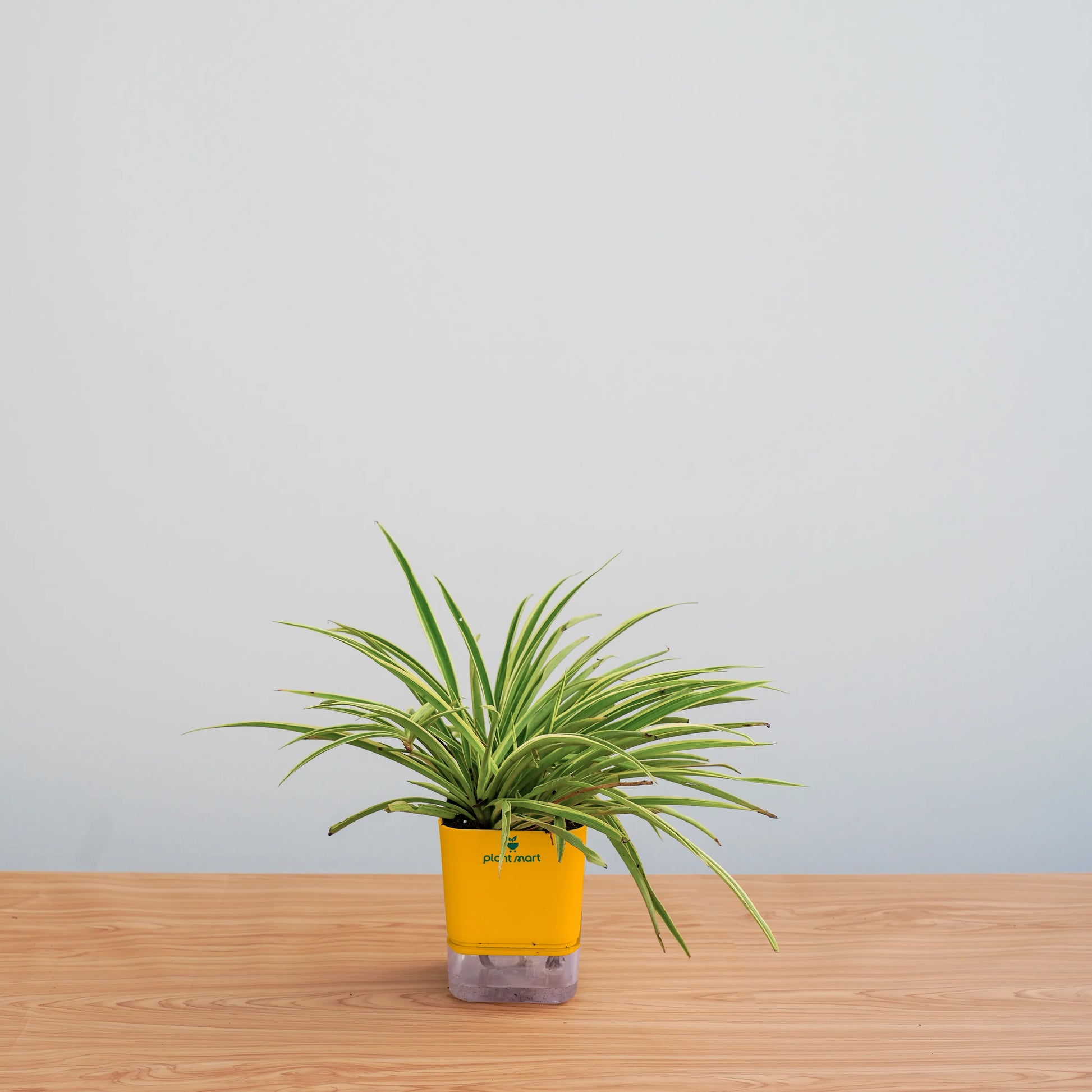 spider-plant-hydro-round-aqua-plantmartpk