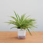 Potted plant on a wooden surface with a light gray background