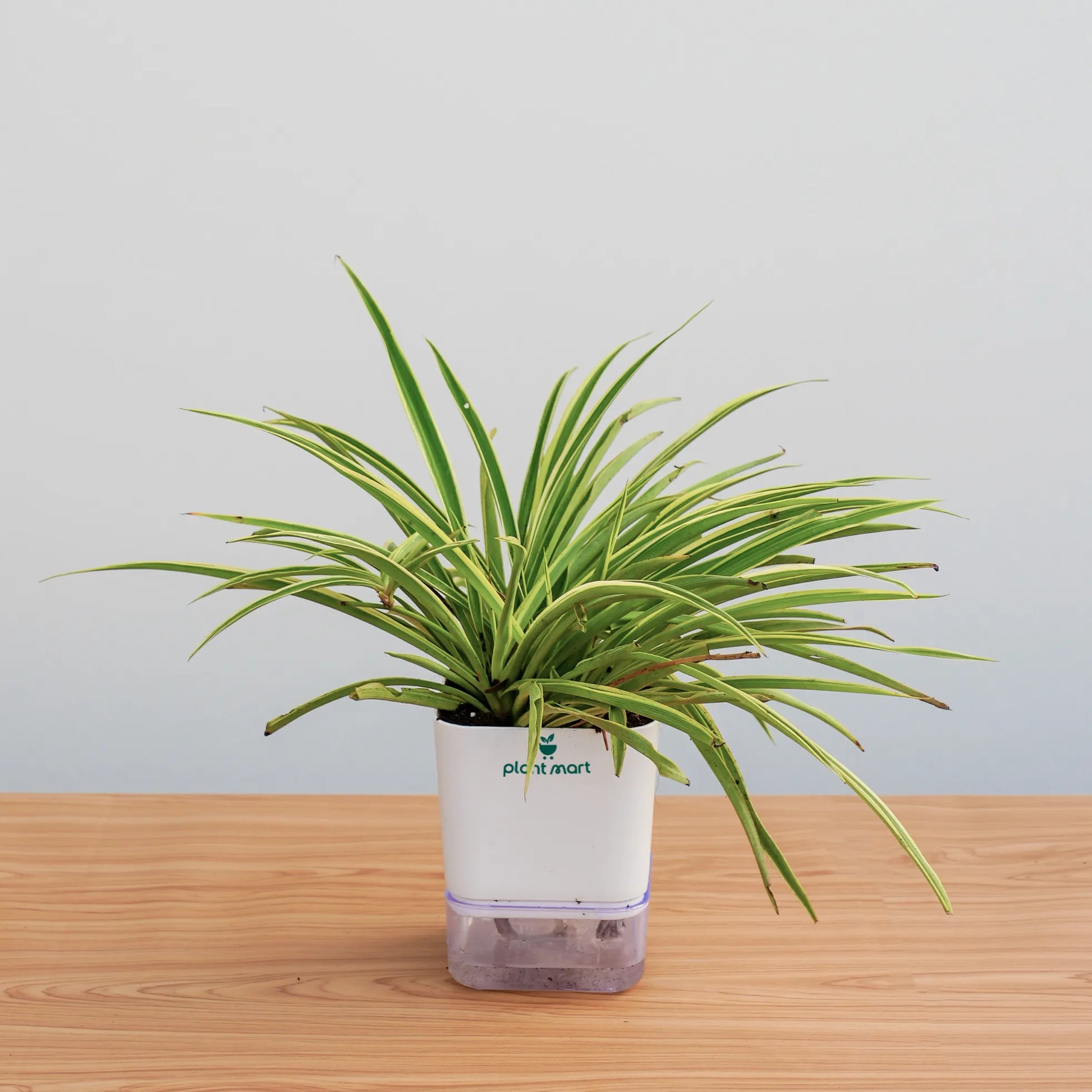 Potted plant on a wooden surface with a light gray background