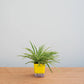 spider-plant-hydro-round-aqua-plantmartpk