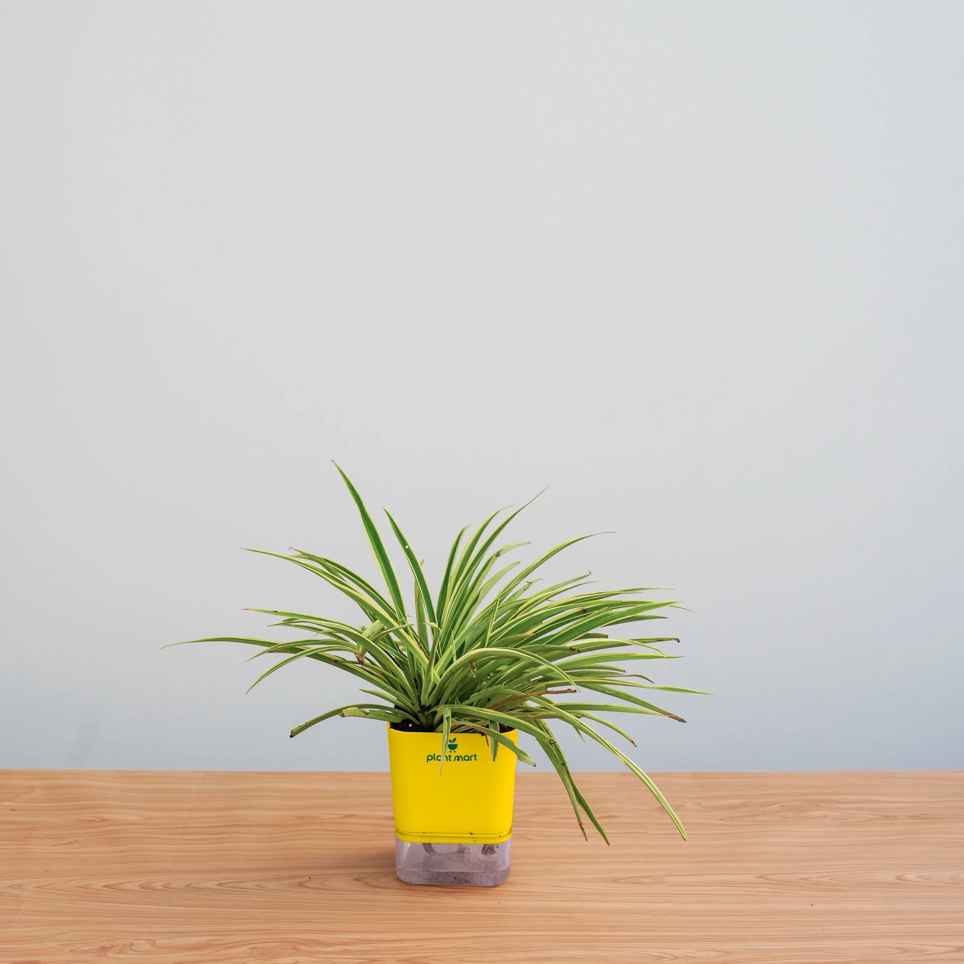 spider-plant-hydro-round-aqua-plantmartpk