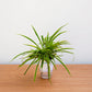 Chlorophytum, Spider Plant (Dark Green) - Plant