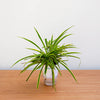 Chlorophytum, Spider Plant (Dark Green) - Plant - PlantMart.pk