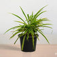 Potted plant with long green leaves on a neutral background