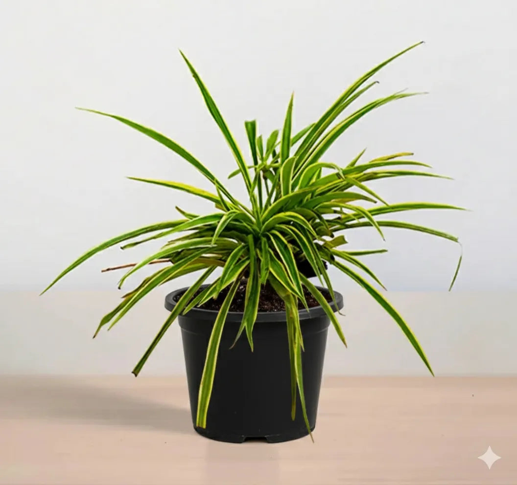Potted plant with long green leaves on a neutral background