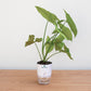 Potted plant with a clear container and white base on a wooden surface