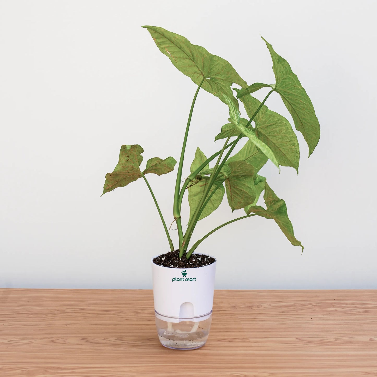Potted plant with a clear container and white base on a wooden surface