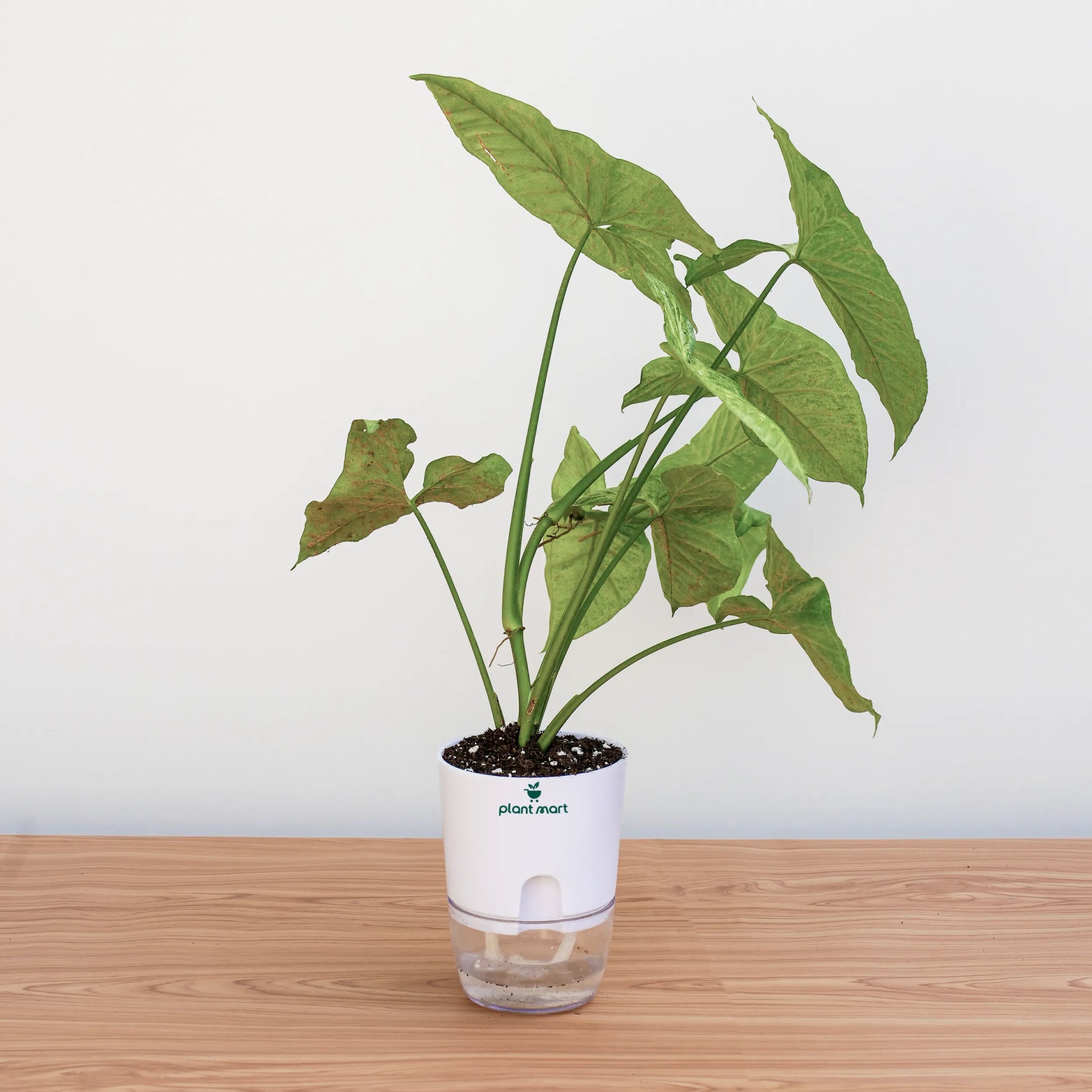 Potted plant with a clear container and white base on a wooden surface
