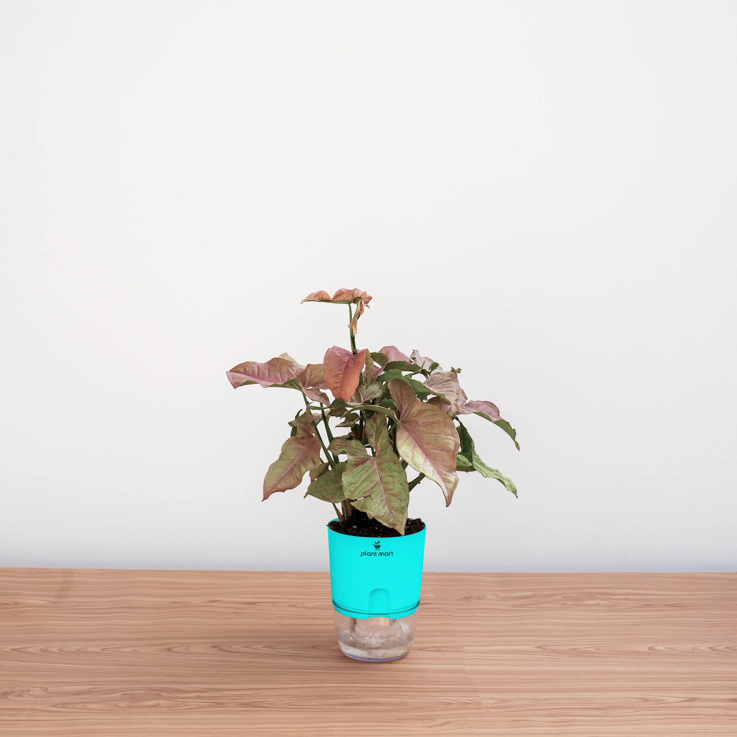 syngonium pink indoor plant Syngonium Pink – Beautiful Indoor Pink Plant – PlantMart.pk
