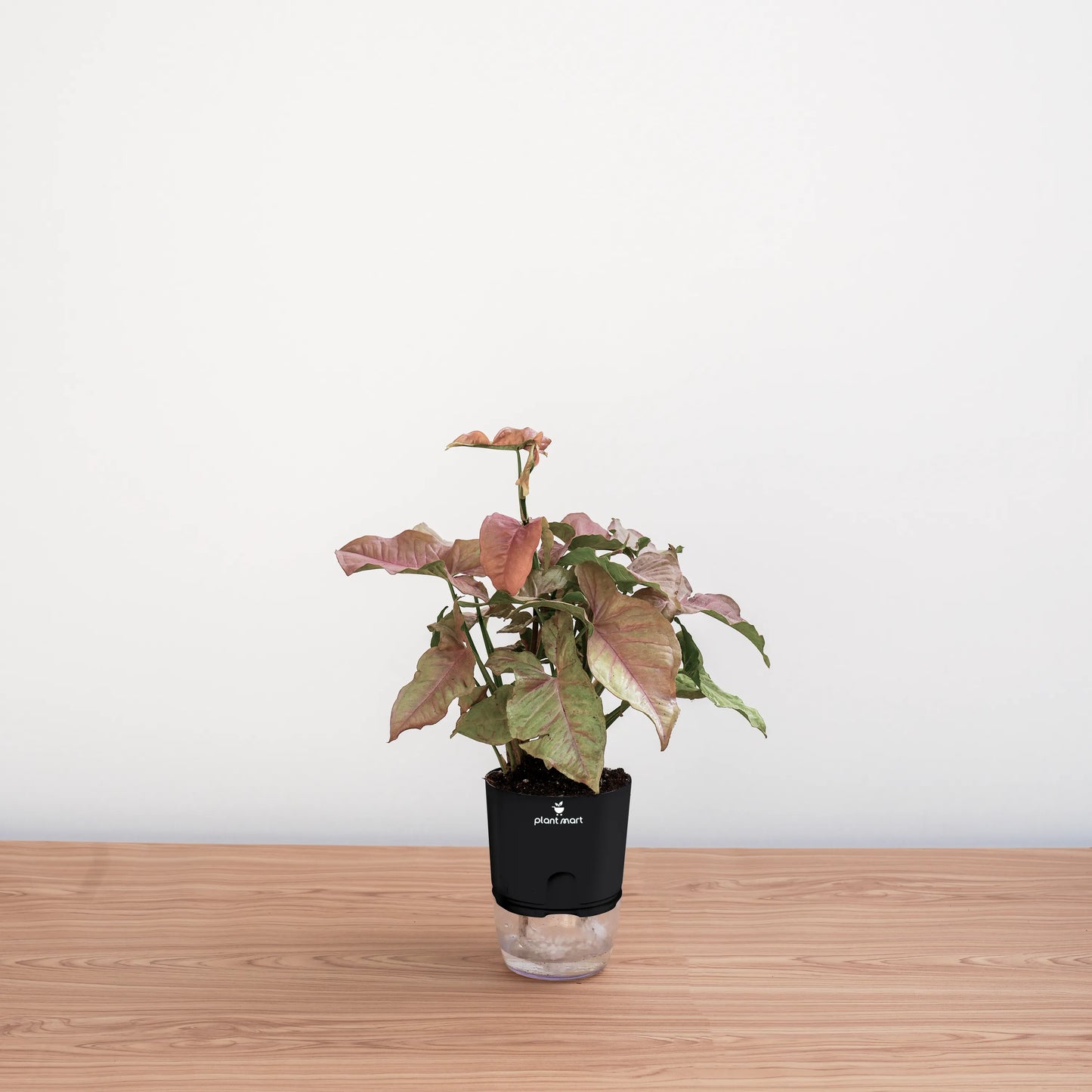 Syngonium Pink – Soft Pink Indoor Houseplant
