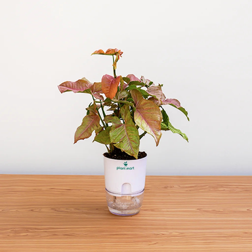 Syngonium Pink – Soft Pink Indoor Houseplant