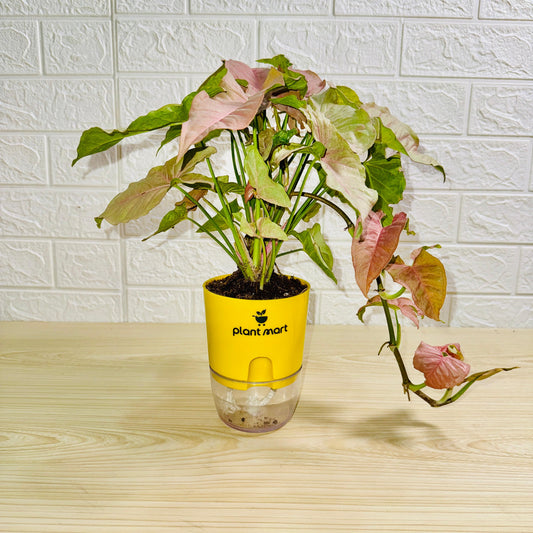syngonium-pink-yellow-pot