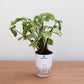 Potted plant in a clear container with a white base on a wooden surface