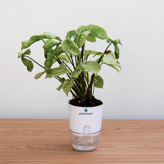 Potted plant in a clear container with a white base on a wooden surface