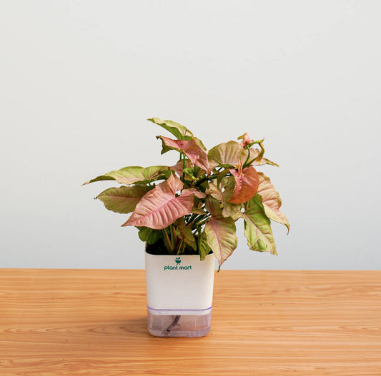 syngonium-square-pink-self-watering-pot