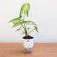 Potted plant with a white container on a wooden surface, featuring the Plant Mart logo.