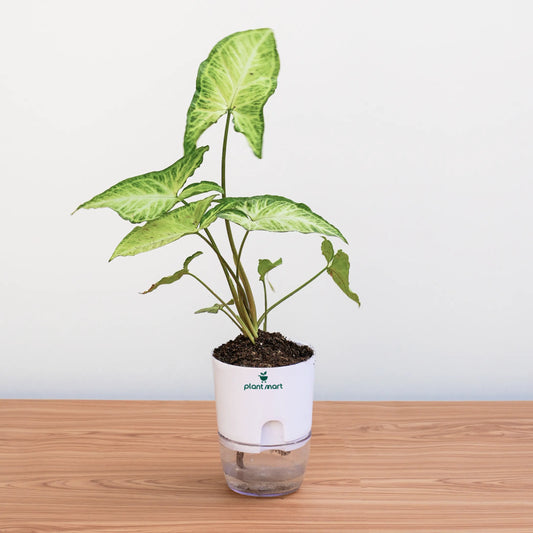 Potted plant with a white container on a wooden surface, featuring the Plant Mart logo.