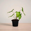 Potted plant on a reflective surface with a neutral background
